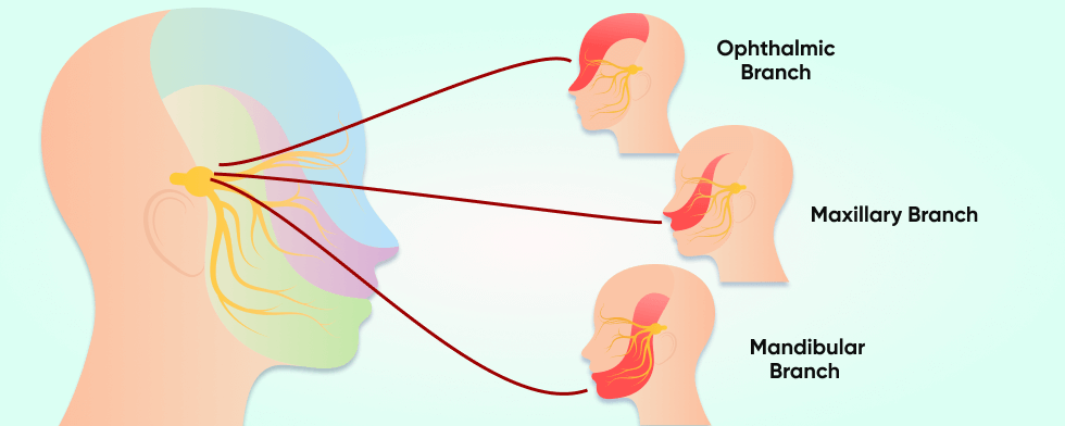 Facial Nerves and Their Role